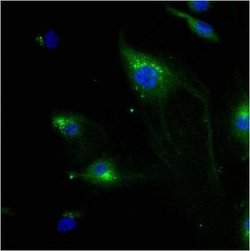 IGF-II R/IGF2R Antibody (2G11) - Azide and BSA Free, Novus Biologicals