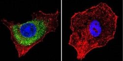 IGF-II R/IGF2R Antibody (2G11) - Azide and BSA Free, Novus Biologicals