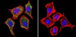 IGF-II R/IGF2R Antibody (2G11) - Azide and BSA Free, Novus Biologicals
