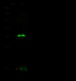 IGFBP-rp1/IGFBP-7 Rabbit anti-Human, Clone: 65, Novus Biologicals:Antibodies:Primary