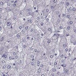 IGSF1 Antibody, Novus Biologicals:Antibodies:Primary Antibodies