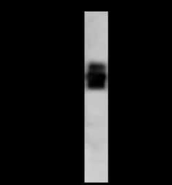 IGSF4B/SynCAM3/CADM3 Antibody, Novus Biologicals 100 &mu;g, Unconjugated:Antibodies,