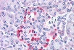 IGSF4C/SynCAM4 Antibody, Novus Biologicals 50 &mu;g; Unconjugated:Antibodies,