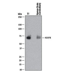 Human IGSF8/CD316 Antibody, R D Systems:Antibodies:Primary Antibodies