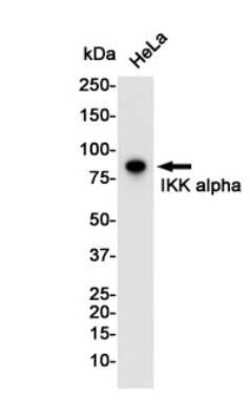 IKK alpha Rabbit anti-Human, Mouse, Rat, Clone: S07-9I7, Novus Biologicals:Antibodies:Primary