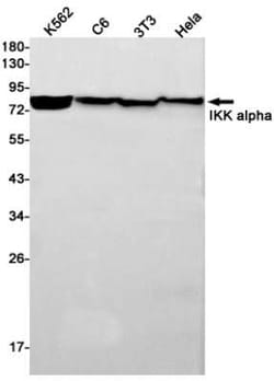 IKK alpha Rabbit anti-Human, Mouse, Rat, Clone: S07-9I7, Novus Biologicals:Antibodies:Primary