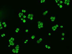 IKK alpha Antibody, Novus Biologicals 100 &mu;g, Unconjugated:Anticorps,