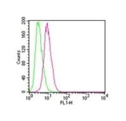 IKK beta Antibody (10AG2) - Azide and BSA Free, Novus Biologicals 0.1 mg;