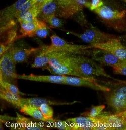 IKK beta Antibody (10AG2) - Azide and BSA Free, Novus Biologicals 0.1 mg;