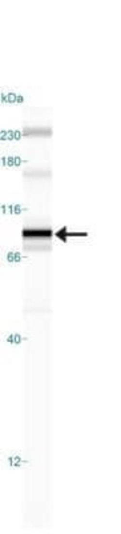 IKK beta Antibody (10AG2) - Azide and BSA Free, Novus Biologicals 0.1 mg;