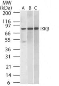 IKK beta Antibody (10AG2) - Azide and BSA Free, Novus Biologicals 0.1 mg;