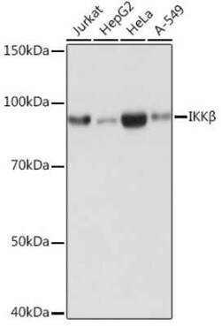 IKK beta Rabbit anti-Human, Mouse, Rat, Clone: 7G8J8, Novus Biologicals 20 &mu;g | Buy Online | Novus Biologicals | Fisher Scientific