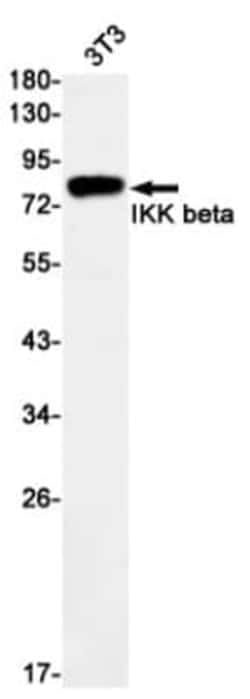 IKK beta Antibody (S01-9H6), Novus Biologicals:Antibodies:Primary Antibodies