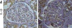 IL-1 beta/IL-1F2 Antibody - BSA Free, Novus Biologicals:Antibodies:Primary