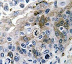 IL-1 beta/IL-1F2 Antibody - BSA Free, Novus Biologicals:Antibodies:Primary