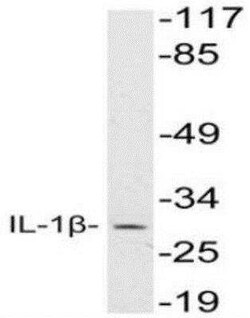 IL-1 beta/IL-1F2 Antibody - BSA Free, Novus Biologicals:Antibodies:Primary