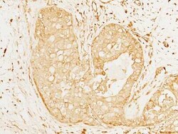 IL-12 p70/IL-12A Antibody, Novus Biologicals:Antibodies:Primary Antibodies