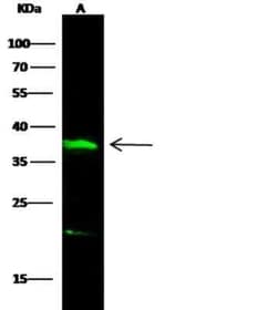 IL-12 p70/IL-12A Antibody, Novus Biologicals:Antibodies:Primary Antibodies
