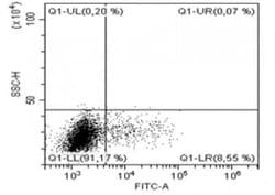 IL-13 Mouse anti-Human, Clone: B-B13, Novus Biologicals:Antibodies:Primary