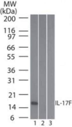 IL-17F Antibody (4H450) - Azide and BSA Free, Novus Biologicals:Antibodies:Primary