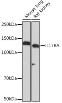 IL-17RA/IL-17R Rabbit anti-Mouse, Rat, Clone: 6Q2U9, Novus Biologicals