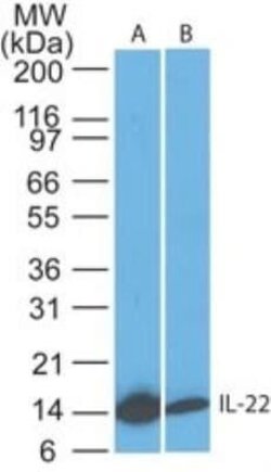 IL-22 Antibody (8F11E2) - Azide and BSA Free, Novus Biologicals 0.1 mg;