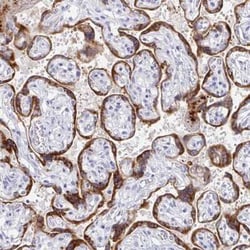 EBI3 Antibody, Novus Biologicals:Antibodies:Primary Antibodies