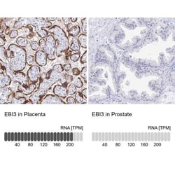 EBI3 Antibody, Novus Biologicals:Antibodies:Primary Antibodies