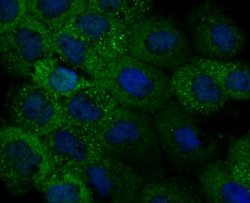 IL-31, Mouse anti-Human, Clone: 8-C3, Novus Biologicals 100 uL; Unconjugated:Antibodies,
