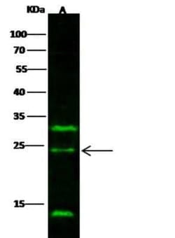 IL-32 alpha Antibody (12), Novus Biologicals 50 &mu;g; Unconjugated:Antibodies,