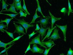 IL-33 Rabbit anti-Human, Clone: 2, Novus Biologicals 50 &mu;g | Buy Online | Novus Biologicals | Fisher Scientific