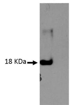 IL-4 Antibody (V17P1B4 B12) - Azide and BSA Free, Novus Biologicals 0.1mg:Antibodies,