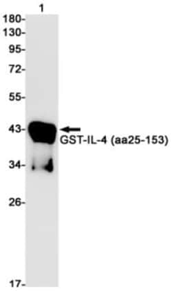 IL-4 Antibody (S08-2A7), Novus Biologicals 50 &mu;g; Unconjugated:Antibodies,