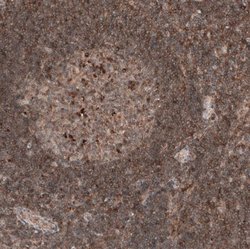 IL-4I1 Antibody (CL9071), Novus Biologicals 100 &mu;L; Unconjugated:Antibodies,