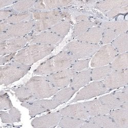 IL-4I1 Antibody (CL9071), Novus Biologicals 100 &mu;L; Unconjugated:Antibodies,