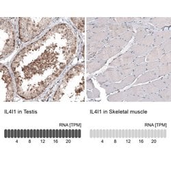 IL-4I1 Antibody (CL9071), Novus Biologicals 100 &mu;L; Unconjugated:Antibodies,