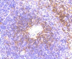 IL-6 Antibody (1-6), Novus Biologicals 100 &mu;L; Unconjugated:Antibodies,