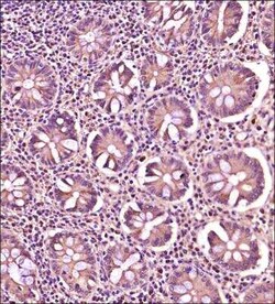 IL-6 Antibody - BSA Free, Novus Biologicals:Antibodies:Primary Antibodies