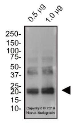 IL-6 Antibody - BSA Free, Novus Biologicals:Antibodies:Primary Antibodies