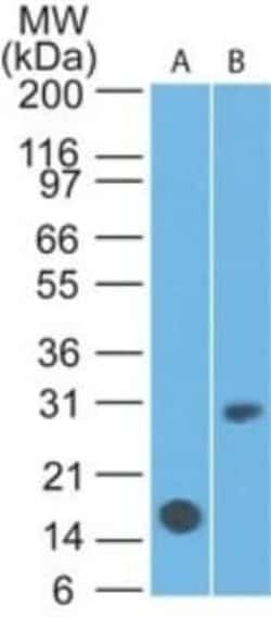 IL-7R alpha/CD127 Antibody (22F3D9) - Azide and BSA Free, Novus Biologicals