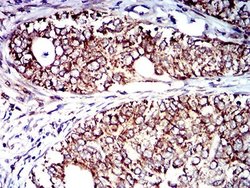 IL-9R Antibody (4A11H2) - BSA Free, Novus Biologicals 0.1 ml; Unconjugated:Antibodies,