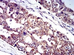 IL-9R Antibody (4A11H2) - BSA Free, Novus Biologicals 0.1 ml; Unconjugated:Antibodies,