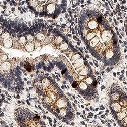 Human IL-10 Antibody, R D Systems 25 ug; Unconjugated:Antibodies, Monoclonal
