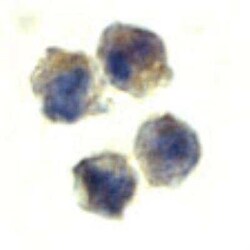 IL-22 Antibody, Novus Biologicals 0.05 mg | Buy Online | Novus Biologicals | Fisher Scientific