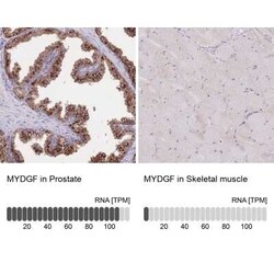SF20/MYDGF Antibody, Novus Biologicals:Antibodies:Primary Antibodies