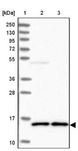SF20/MYDGF Antibody, Novus Biologicals:Antibodies:Primary Antibodies