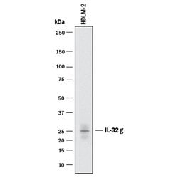 Human IL-32 Antibody, R D Systems 100 &mu;g; Unconjugated:Anticorps, Monoclonal