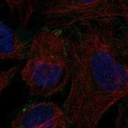ILDR2 Rabbit anti-Human, Polyclonal, Novus Biologicals:Antibodies:Primary