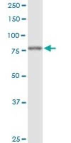 ILF1 Antibody (4A11), Novus Biologicals 0.1 mg | Buy Online | Novus Biologicals | Fisher Scientific
