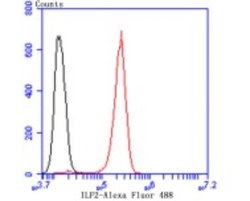 ILF2 Rabbit anti-Human, Mouse, Rat, Clone: JU50-33, Novus Biologicals 100